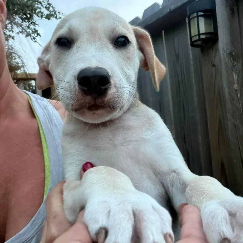 A baby medium-sized male White / Cream Labrador Retriever dog named Pocky for adoption in Austin, TX
