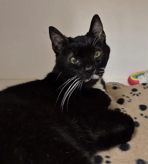 A senior small-sized female Domestic Short Hair cat named Cupcake for adoption in Lodi, CA