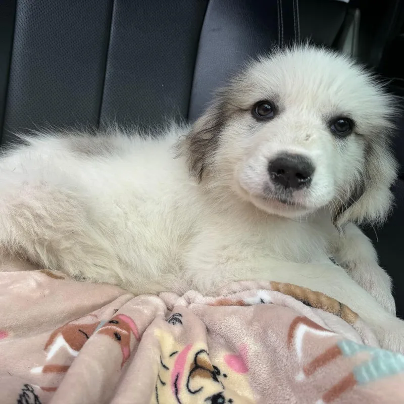 A baby large-sized female White / Cream Great Pyrenees dog named Moxie for adoption in Pittsburg, KS