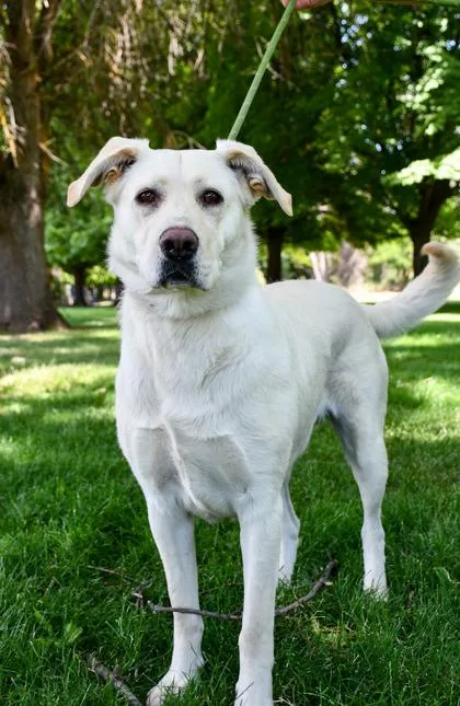 An adult large-sized female Labrador Retriever dog named Tage for adoption in Yakima, WA
