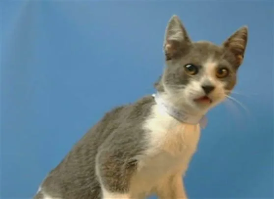 A baby small-sized male Domestic Short Hair cat named A for adoption in Gardena, CA