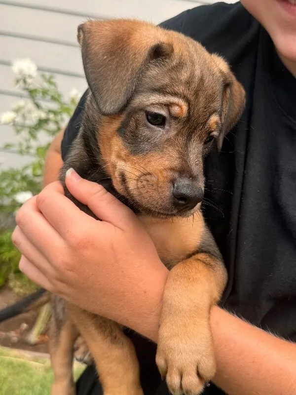 A baby large-sized male Brown / Chocolate German Shepherd Dog dog named Chewbacca for adoption in Van Nuys, CA