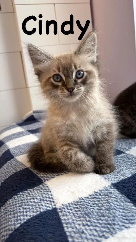 Cindy