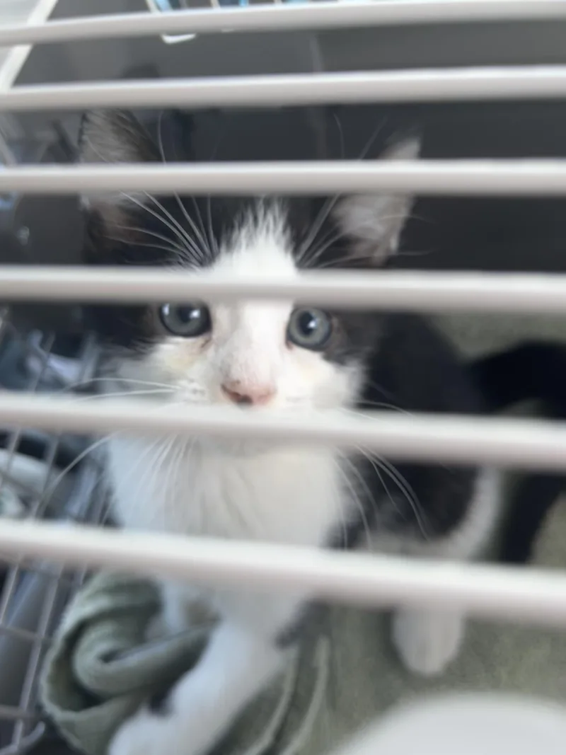 A baby medium-sized male Black Domestic Short Hair cat named Bean for adoption in Tracy, CA