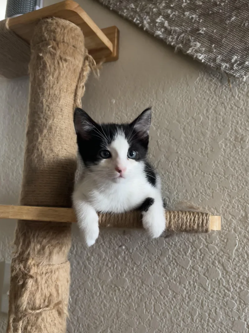 Bean thumbnail 3