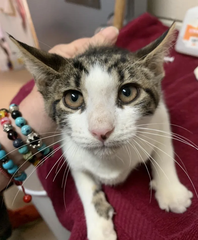An adult small-sized male Domestic Short Hair cat named Stryker for adoption in Berlin, MD