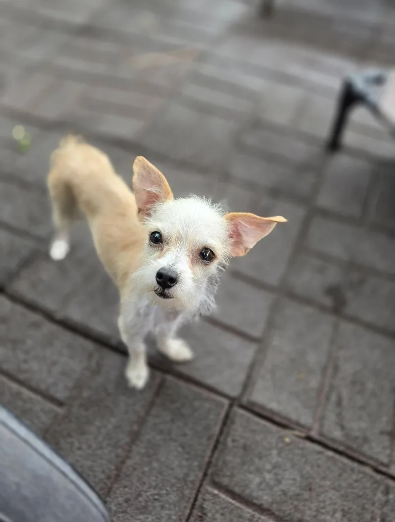 An adult small-sized female Terrier dog named Katara Leche for adoption in Salt Lake City, UT