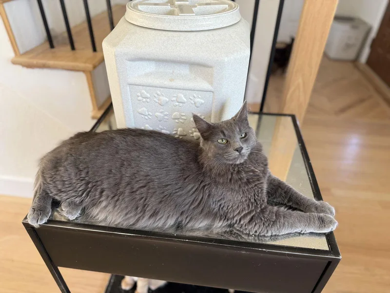 Sterling thumbnail 2