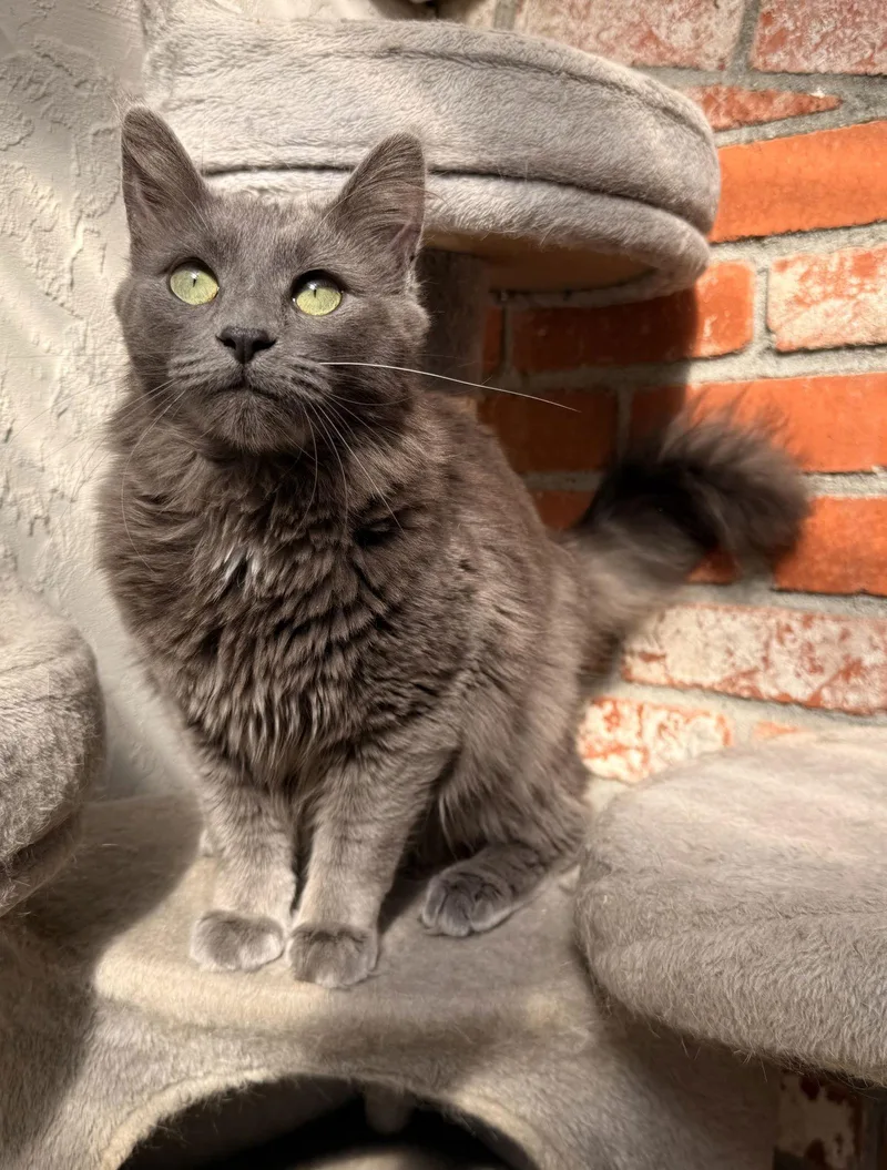 Sterling thumbnail 3