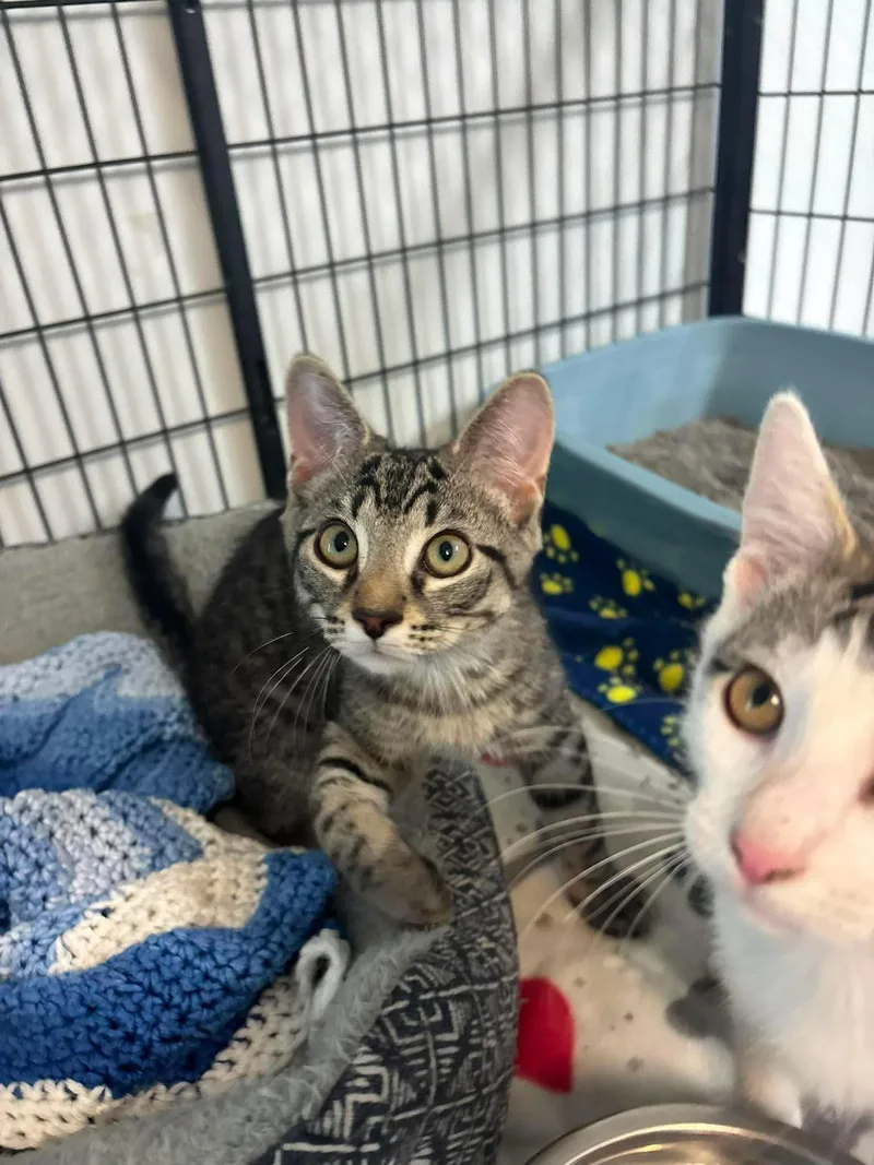 A young medium-sized male Tabby (Buff / Tan / Fawn) Domestic Short Hair cat named Rowan for adoption in Lock Haven, PA