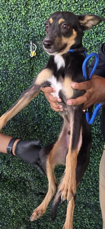 A young small-sized male Black Chihuahua dog named Charlie for adoption in El Paso, TX