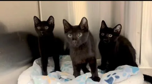A baby medium-sized male Domestic Short Hair cat named Larry for adoption in Collierville, TN