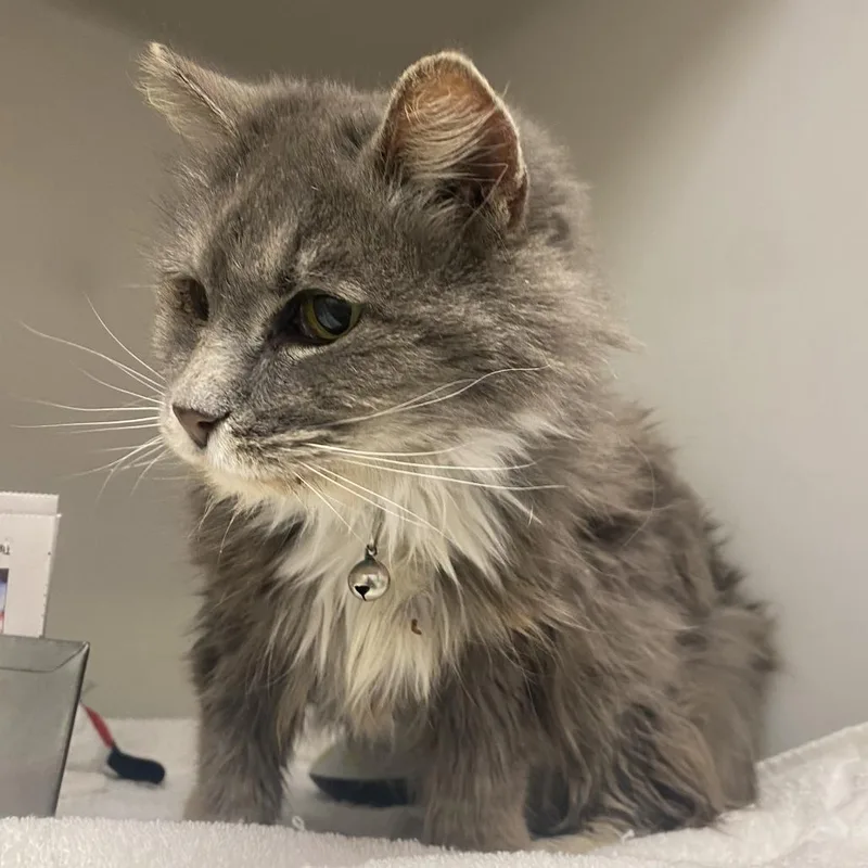 A senior medium-sized female Gray / Blue / Silver Domestic Medium Hair cat named 70868 for adoption in Harrisonburg, VA