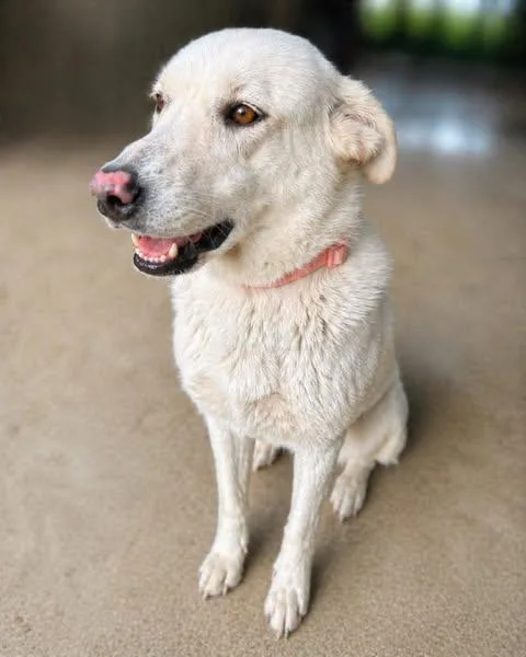 A young large-sized female Yellow Labrador Retriever dog named Amarillo for adoption in Killingworth, CT