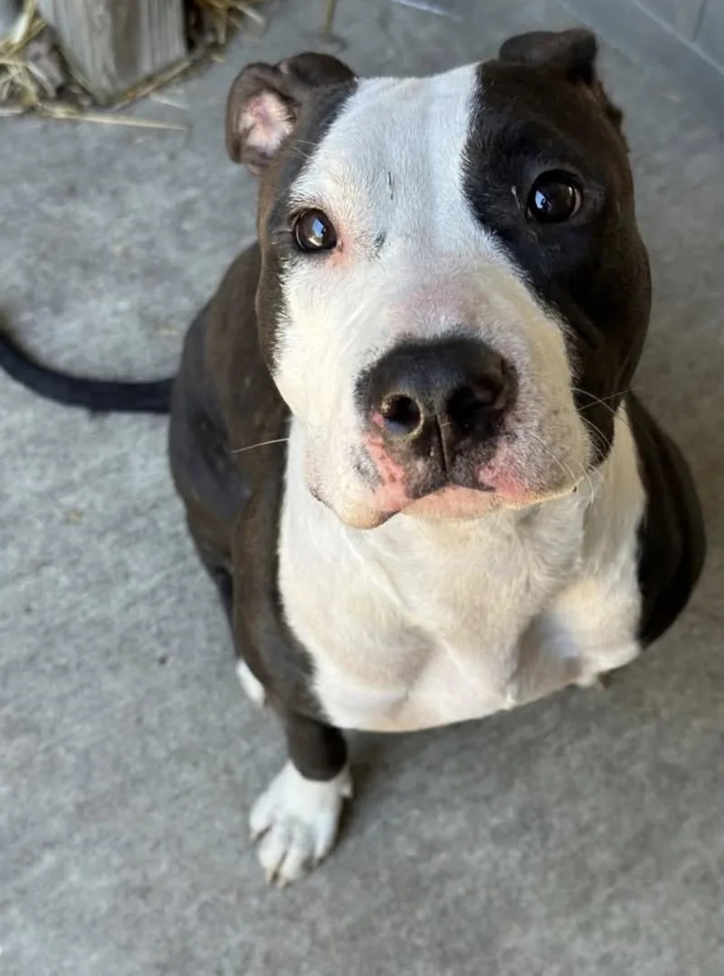 An adult medium-sized female Black Pit Bull Terrier dog named Velour for adoption in Chicago, IL