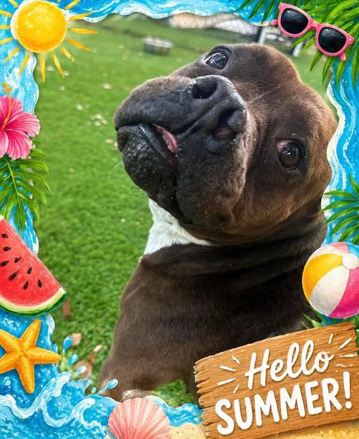 An adult medium-sized female Mixed Breed dog named Mazie for adoption in Palm Harbor, FL