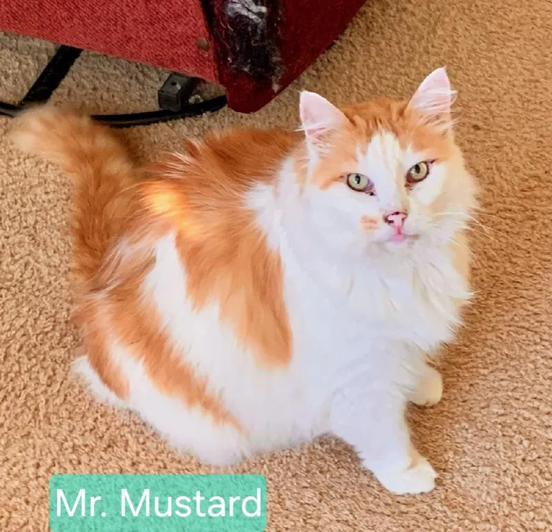Mr Mustard thumbnail 2