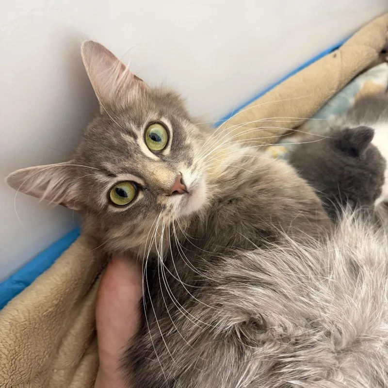 A young medium-sized female Gray / Blue / Silver Domestic Long Hair cat named Misty for adoption in Chicago, IL