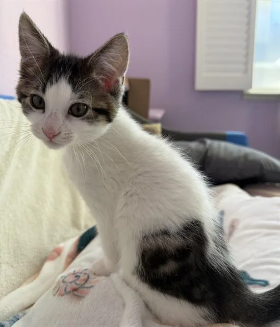 A baby small-sized male Domestic Short Hair cat named Pop for adoption in Sacramento, CA