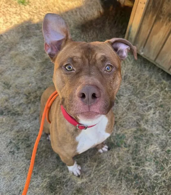 A young medium-sized male Pit Bull Terrier dog named Bentley for adoption in Kent, WA