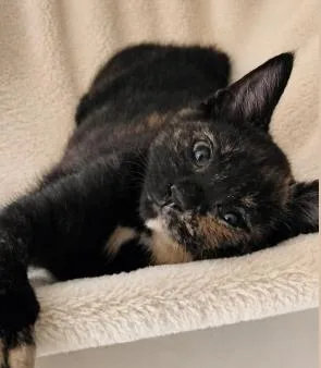 A baby medium-sized female Tortoiseshell Domestic Short Hair cat named Ellie Sadler for adoption in Battle Creek, MI