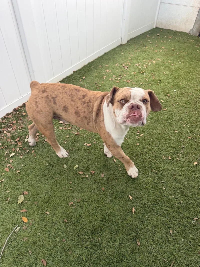 A baby medium-sized male English Bulldog dog named Bucky for adoption in Margate, FL