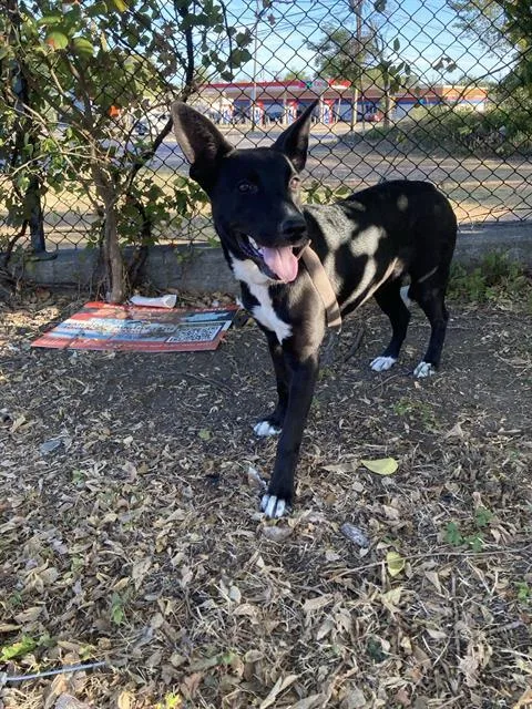 A young large-sized female Mixed Breed dog named Gwen for adoption in Dallas, TX