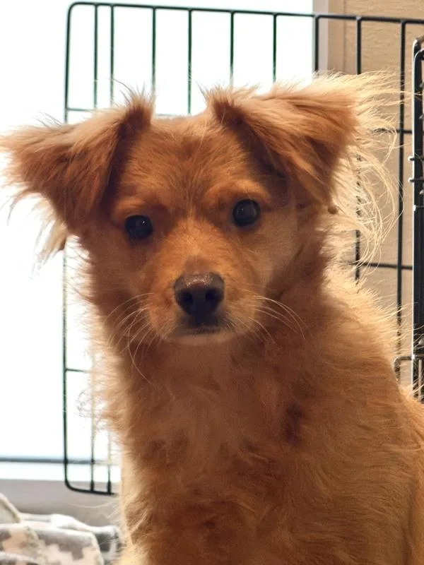 An adult medium-sized female Spaniel dog named Hoot for adoption in San Diego, CA