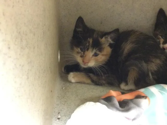 A baby small-sized female Domestic Short Hair cat named Posh for adoption in Riverside, CA