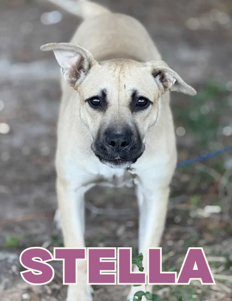Stella