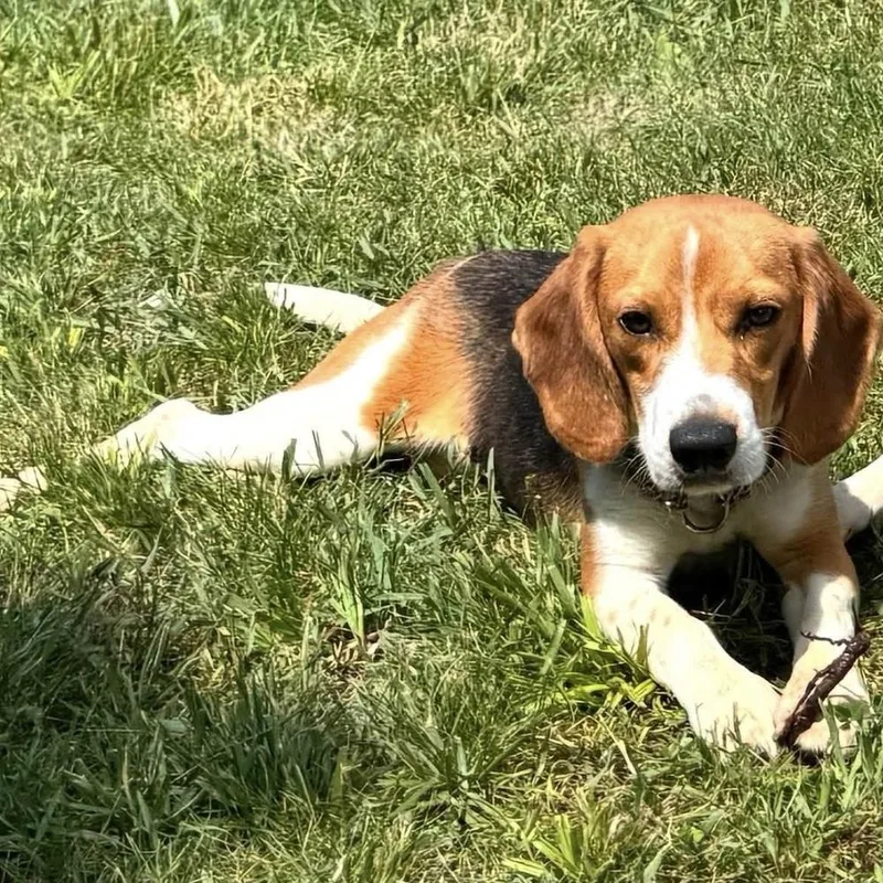 An adult medium-sized male Beagle dog named Waylon for adoption in Long Island City, NY