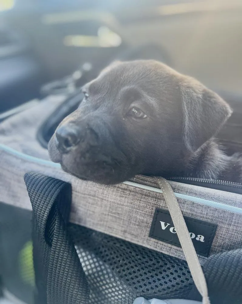 A baby small-sized male Black Labrador Retriever dog named Steve for adoption in Tulsa, OK
