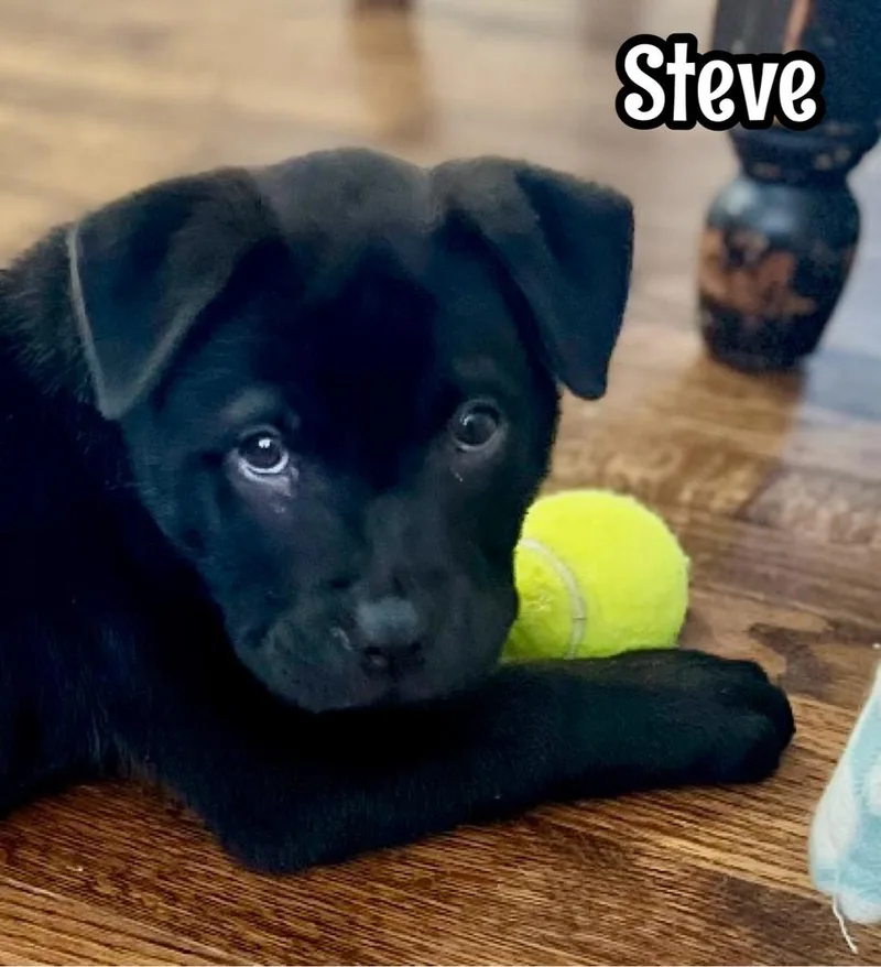 Steve thumbnail 5