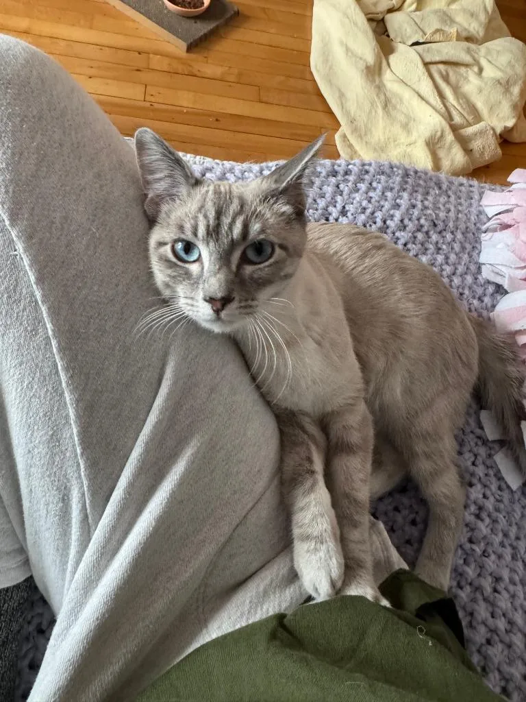 A baby medium-sized female Domestic Short Hair cat named Wilder for adoption in Minneapolis, MN