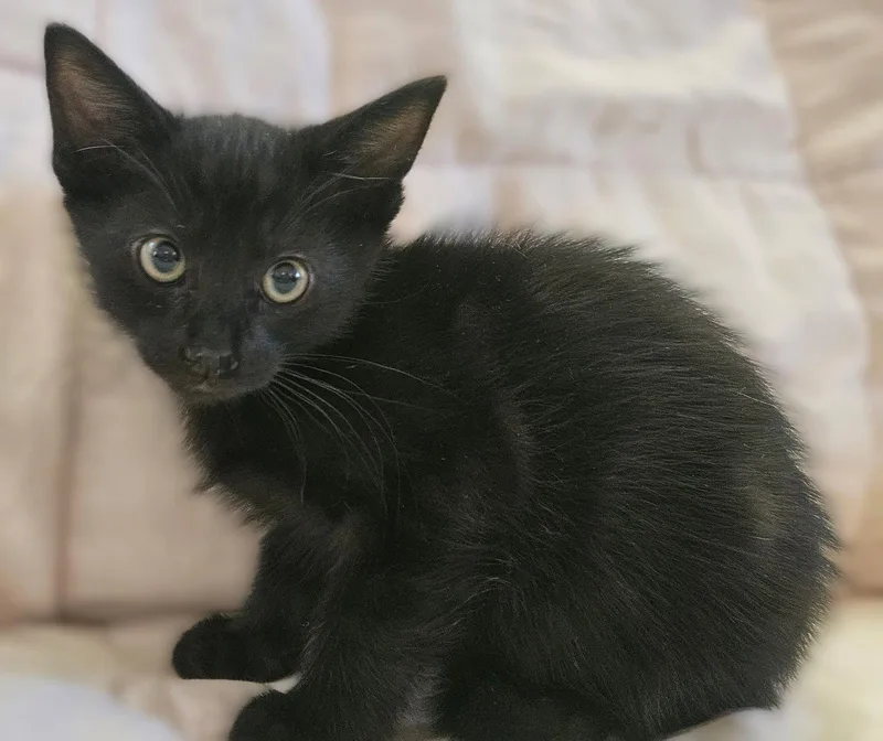 Boots  Chonkers Leiah thumbnail 3