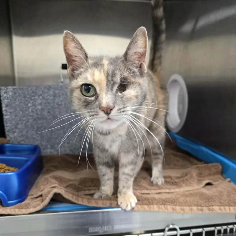 An adult medium-sized female Dilute Tortoiseshell Domestic Short Hair cat named Peekaboo for adoption in Umatilla, FL