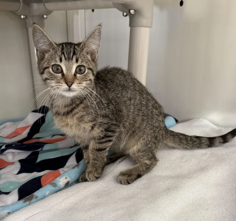 A baby large-sized female Tabby (Brown / Chocolate) Domestic Short Hair cat named Necklace for adoption in Oconto, WI