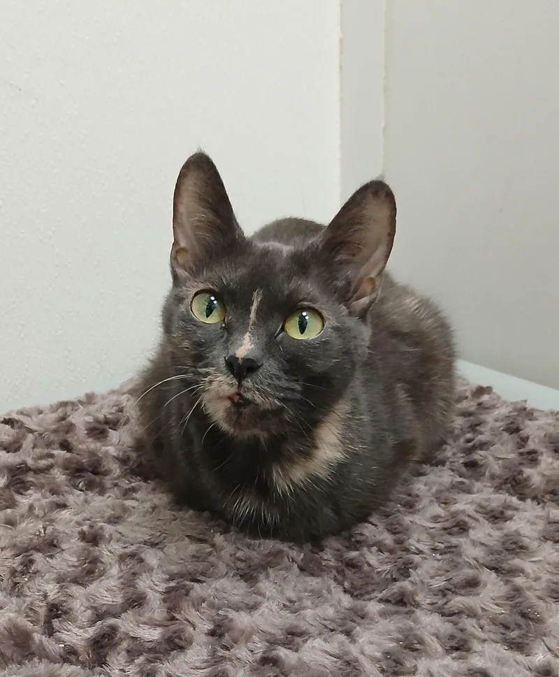 An adult medium-sized female Tortoiseshell cat named Arabella for adoption in Bay City, MI