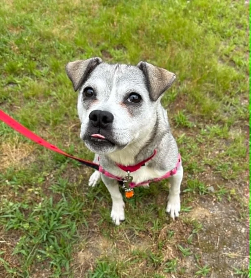 A young medium-sized female Gray / Blue / Silver Husky dog named Luna for adoption in Elizabethtown, NY