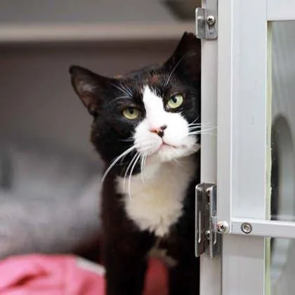 An adult small-sized male White Domestic Short Hair cat named Burt for adoption in Atlanta, GA