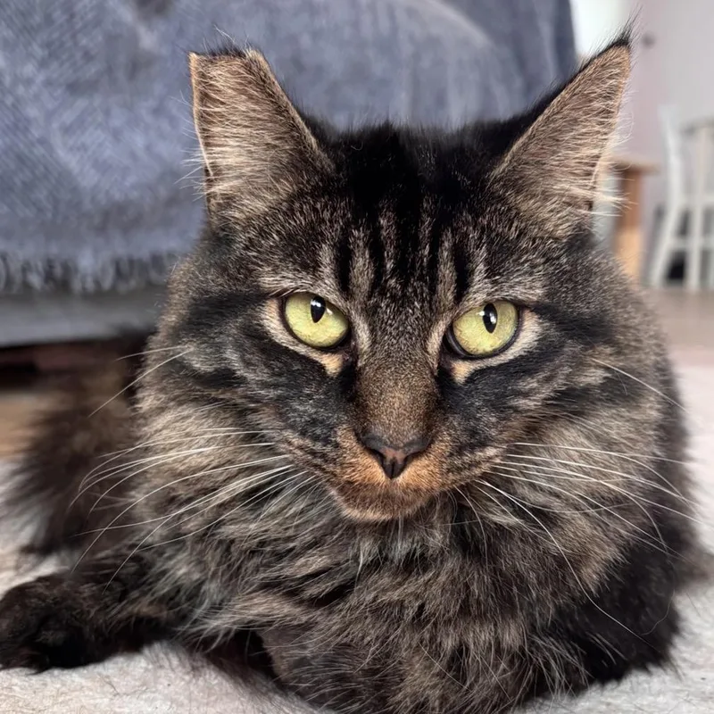 An adult medium-sized female Brown / Chocolate Domestic Short Hair cat named Blossom for adoption in Yucca Valley, CA