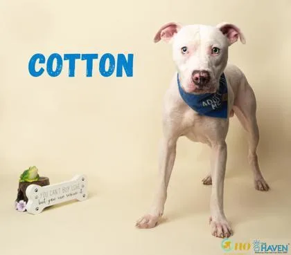 An adult medium-sized male Dogo Argentino dog named Cotton for adoption in Fairhope, AL