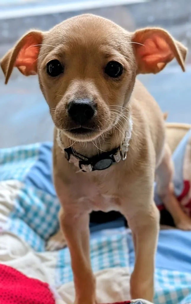 A baby small-sized female Miniature Pinscher dog named Butterscotch for adoption in St. Augustine, FL