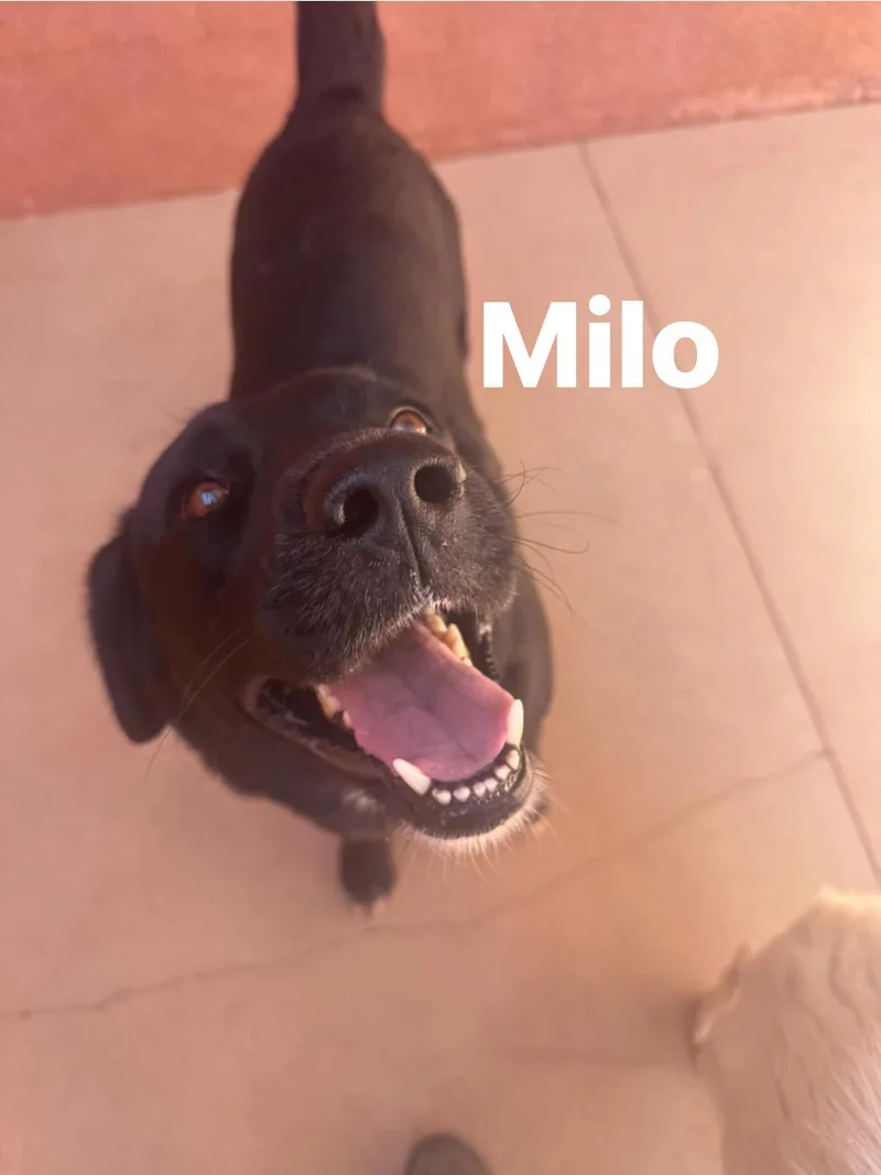 Milo