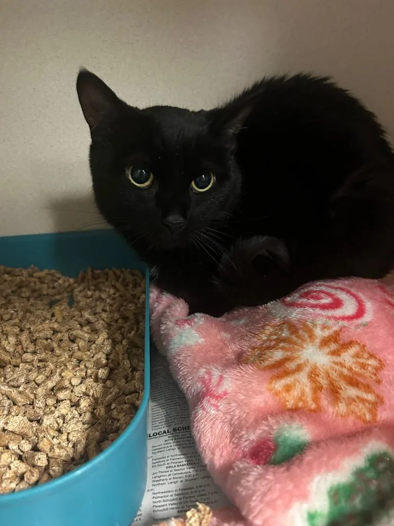 An adult medium-sized female Domestic Short Hair cat named Kokoa for adoption in Pottsville, PA