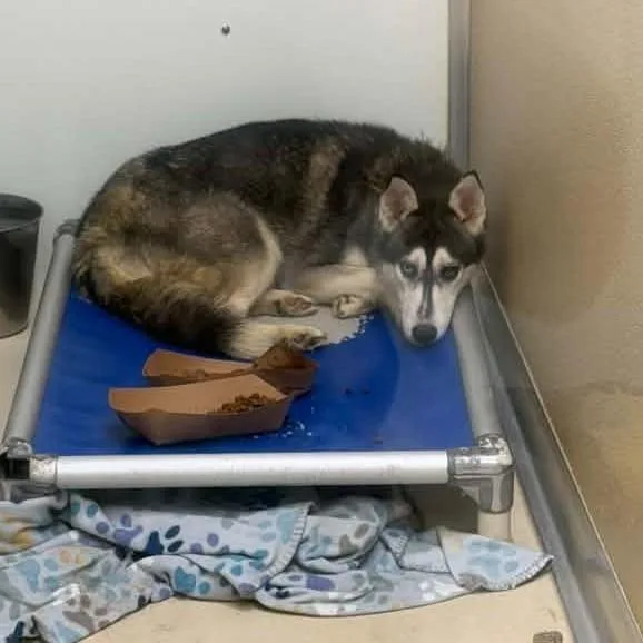 An adult medium-sized female Black Siberian Husky dog named Annika for adoption in Phoenixville, PA