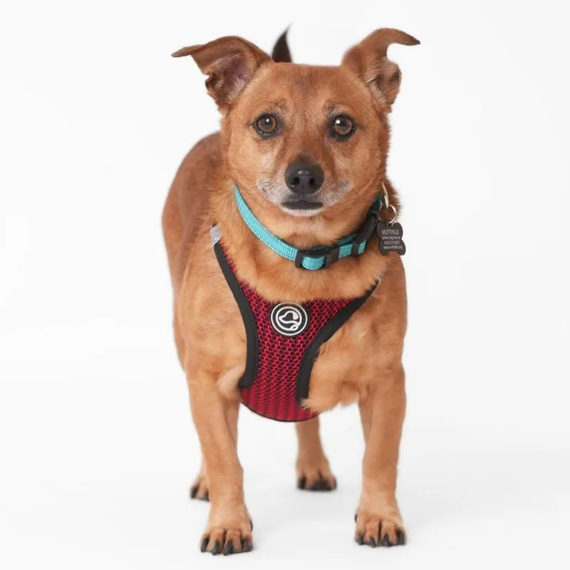 Buzzy Beetle thumbnail 3