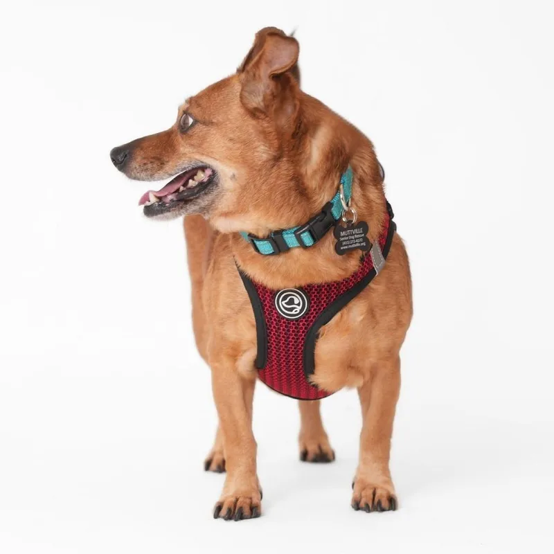 Buzzy Beetle thumbnail 5