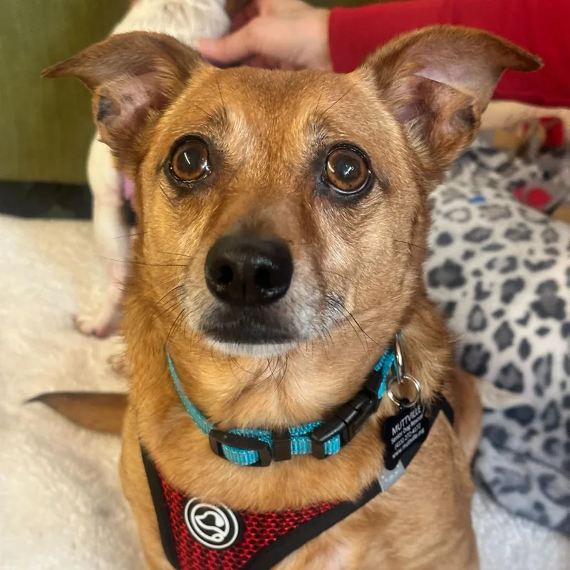 Buzzy Beetle thumbnail 6