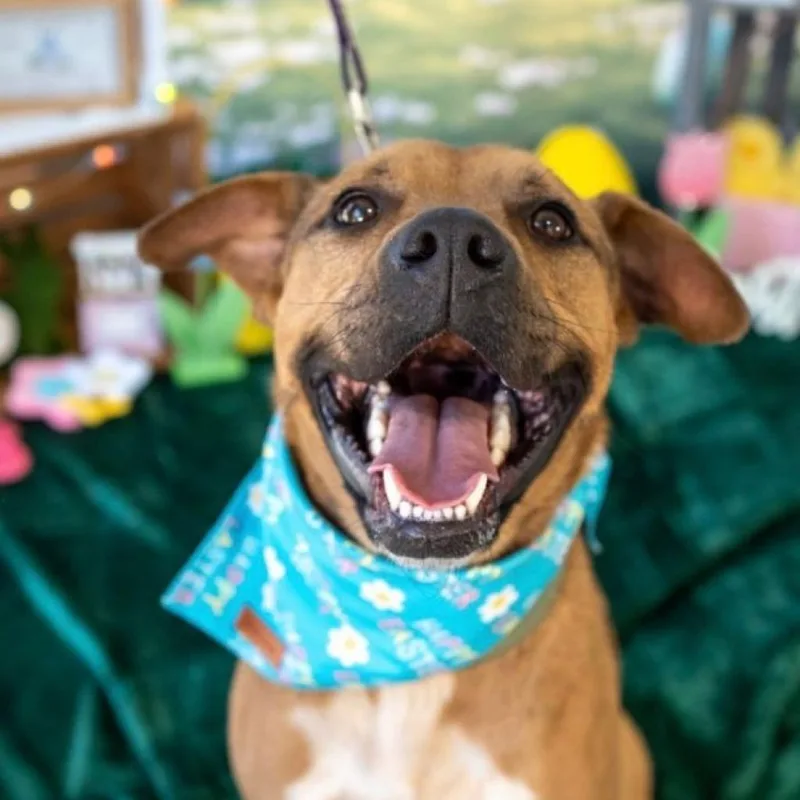 An adult medium-sized male Brown / Chocolate Mixed Breed dog named Capps for adoption in Aberdeen, NC